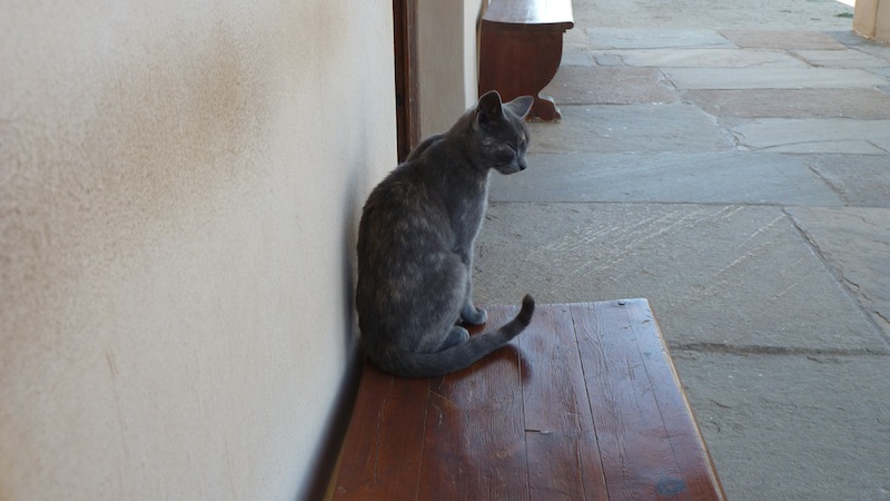 Delos cat 2.JPG